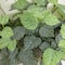 19" UV Resistant Artificial Fittonia Bush (Indoor/Outdoor) - Set of 3